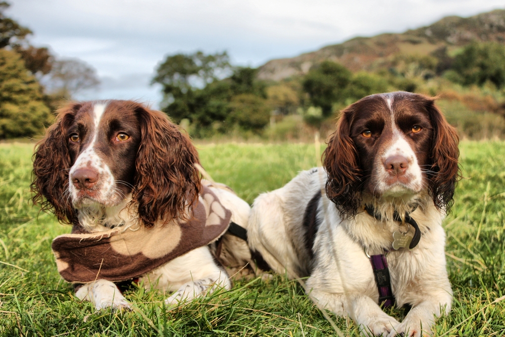 two pretty liver and white working type english springer spaniel pet gundogs