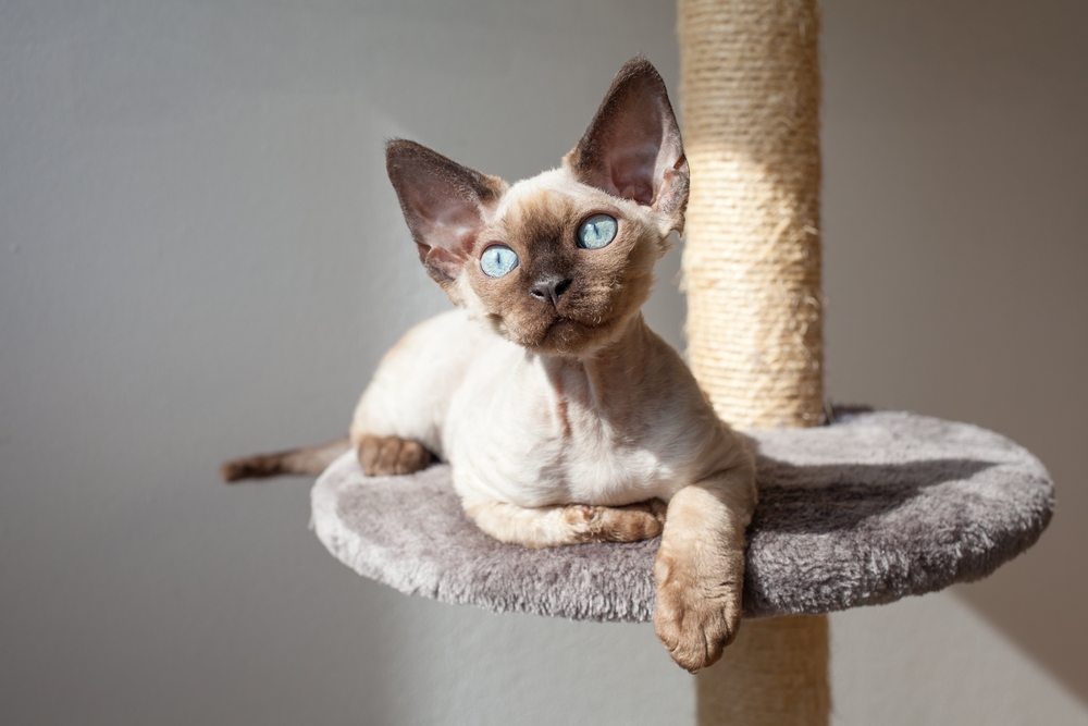 Beautiful kitten is sitting on the scratching post and enjoying the warmth of sunlight. Cat is sitting near the window. Pet Equipment, Accessories and supplies. 
