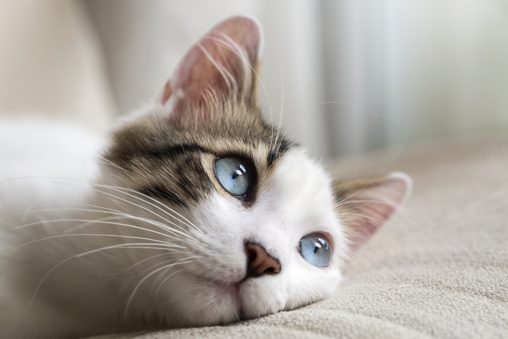 青い色の目をした猫