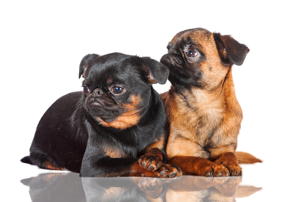 Two belgian griffon dogs