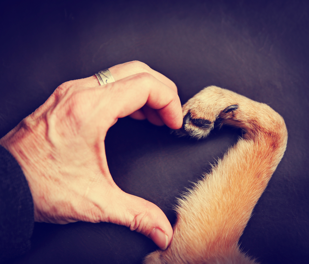 background of a person and a dog making a heart shape with the hand and paw toned with a retro vintage instagram filter effect app or action