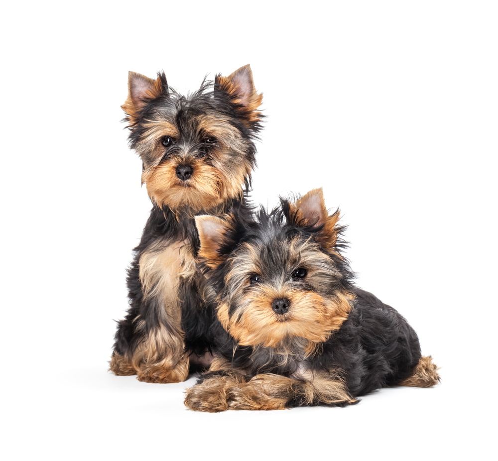 Two Yorkshire Terrier puppies isolated on white background