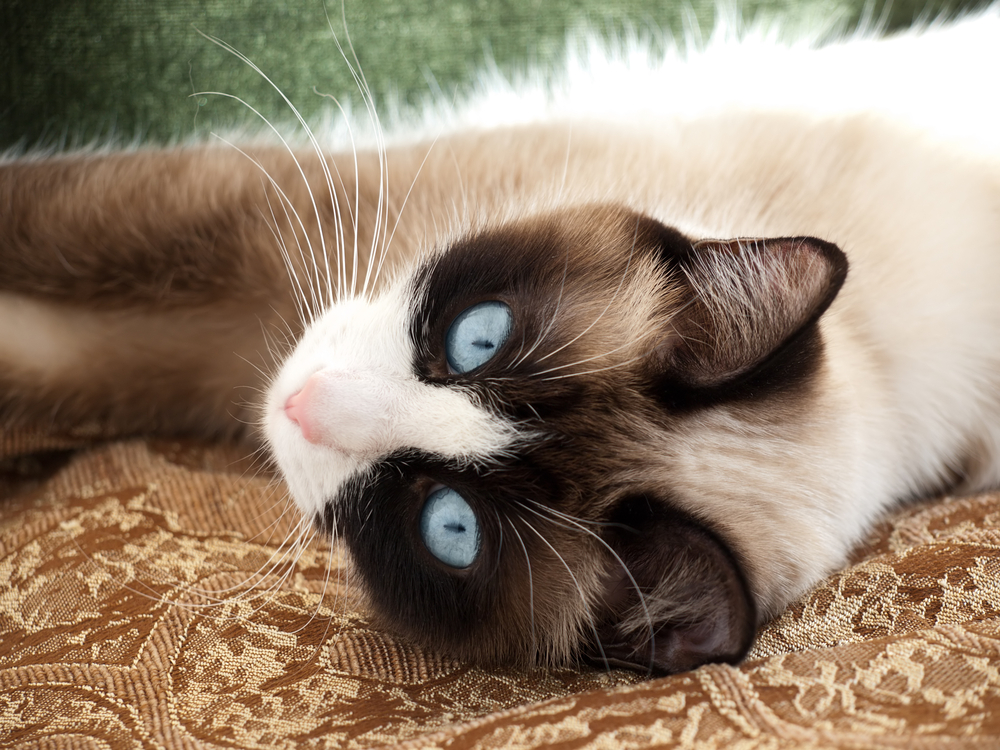 cat breed snowshoe laying on gold fabric