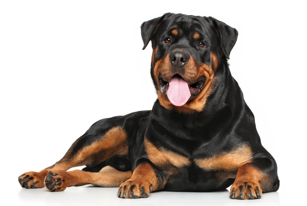 Rottweiler dog lying in front of white background
