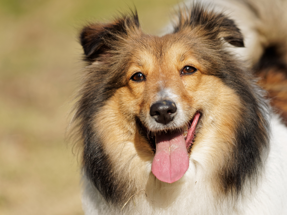 Dog, shetland sheepdog, smiling face