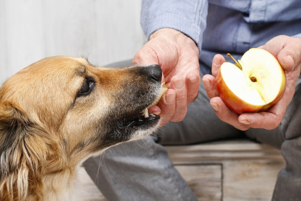 りんごを食べる犬