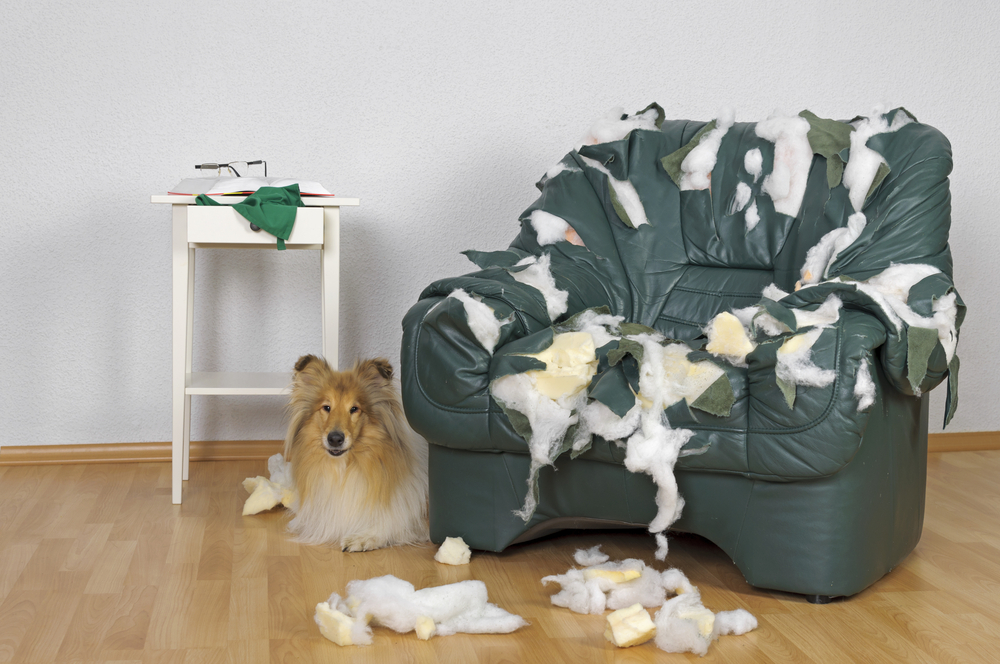 Collie dog and ruined leather chair