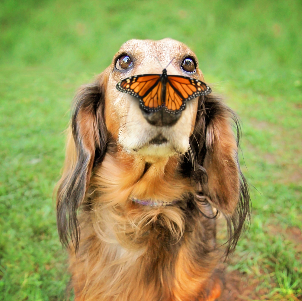  a cute dachshund at a local public park with a butterfly on his or her nose