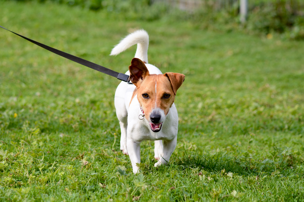 Jack Russell dog walking on lead  in park
