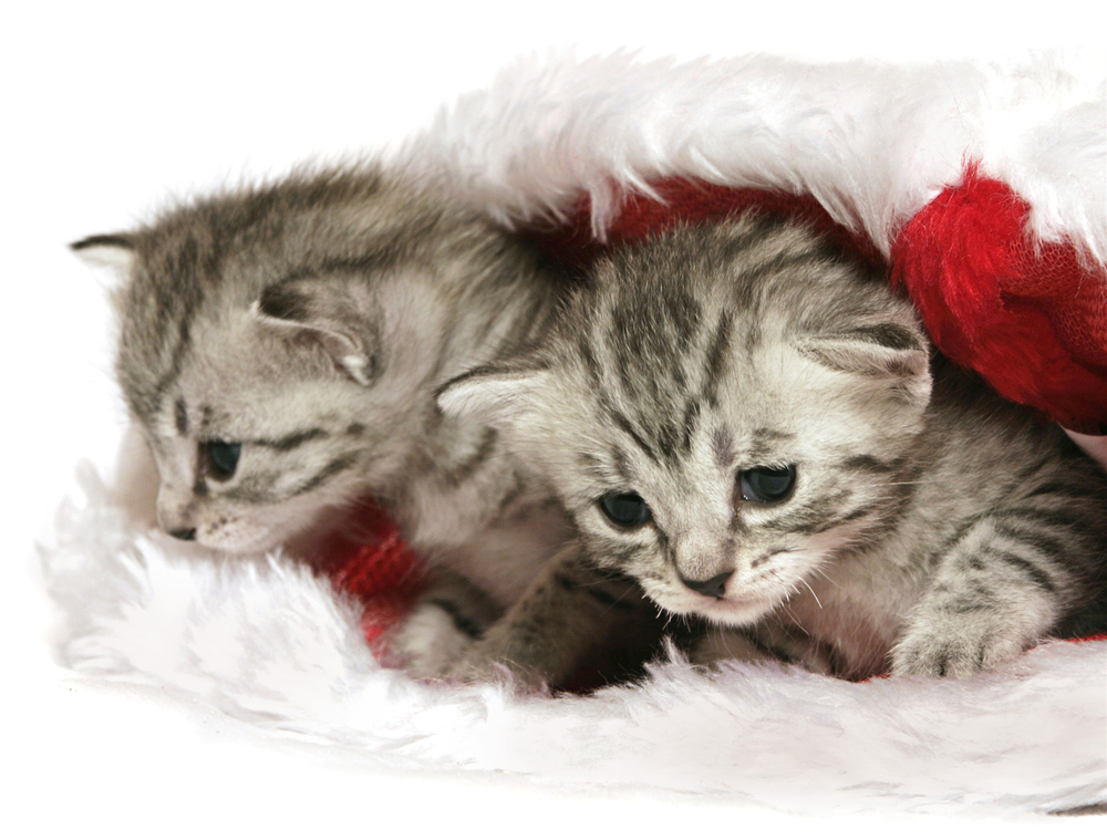 Tiny kittens in a Christmas hat