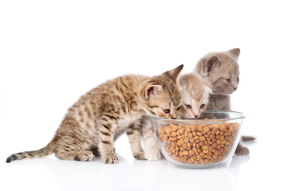 【永久保存版】子猫の餌ってどうするの？回数・量・種類を徹底解説。