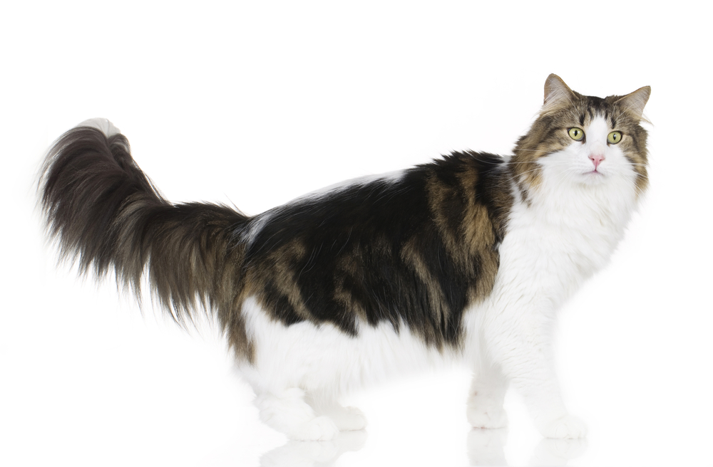 Norwegian forest cat sideways looking at camera isolated on white