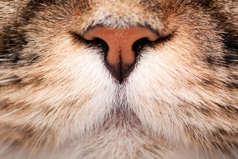 猫の鼻の役割とは？その特徴や機能を詳しく解説します！