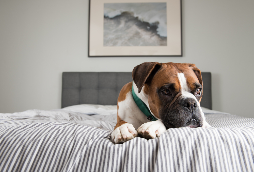 Fawn Colored Pure breed Boxer Dog Relaxing on Owners Bed