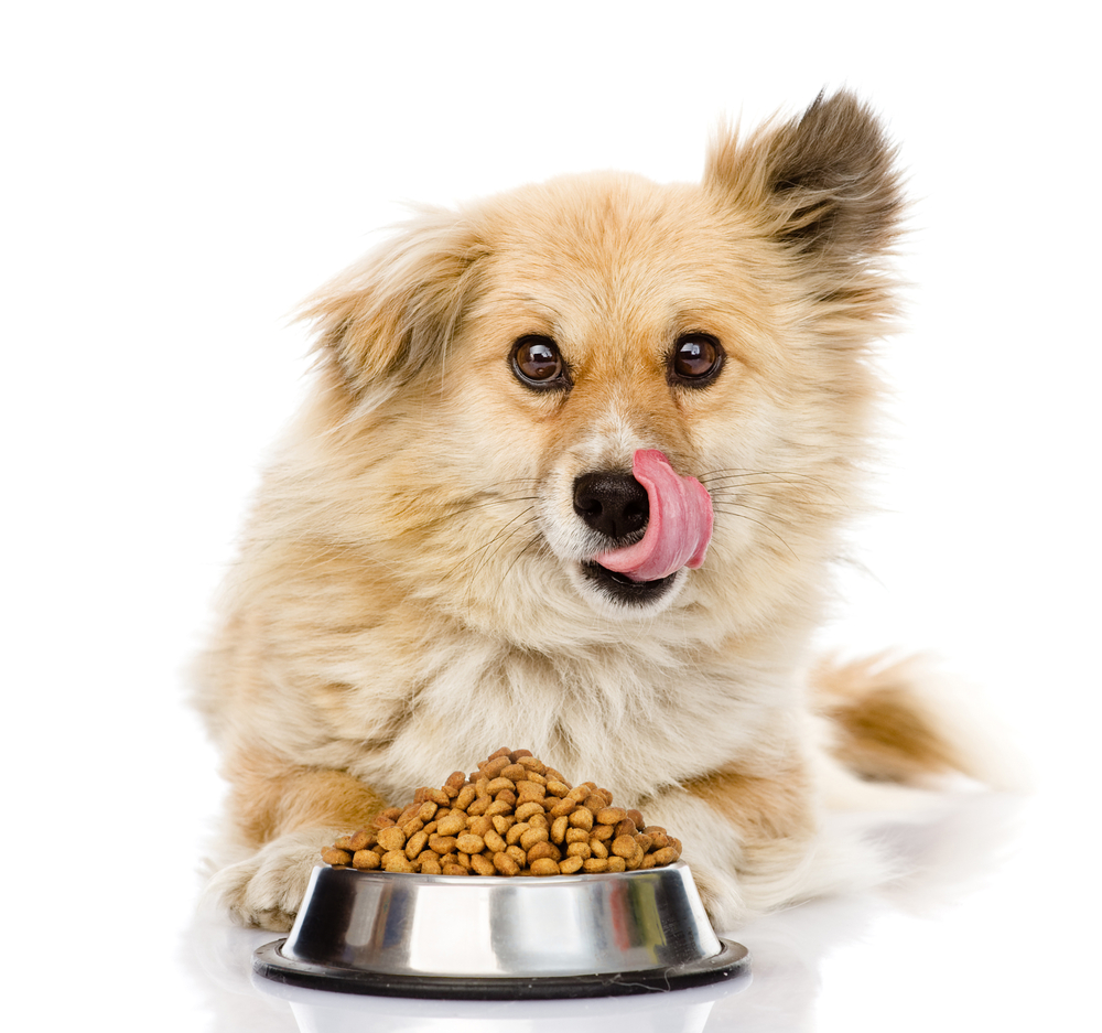 Puppy with a bowl of dry dog food. isolated on white background