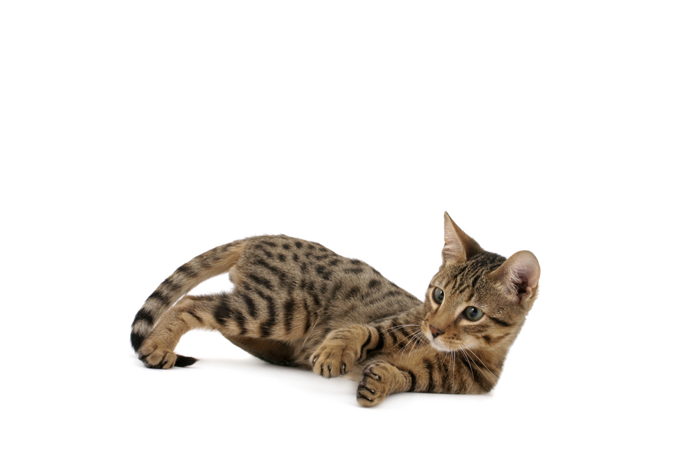 Serengeti kitten playing on white background