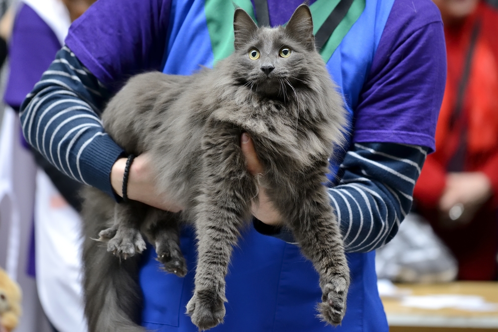 Nebelung cat being held at cat show