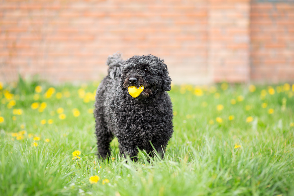 Black dog playing in spring garden - Hungarian Puli