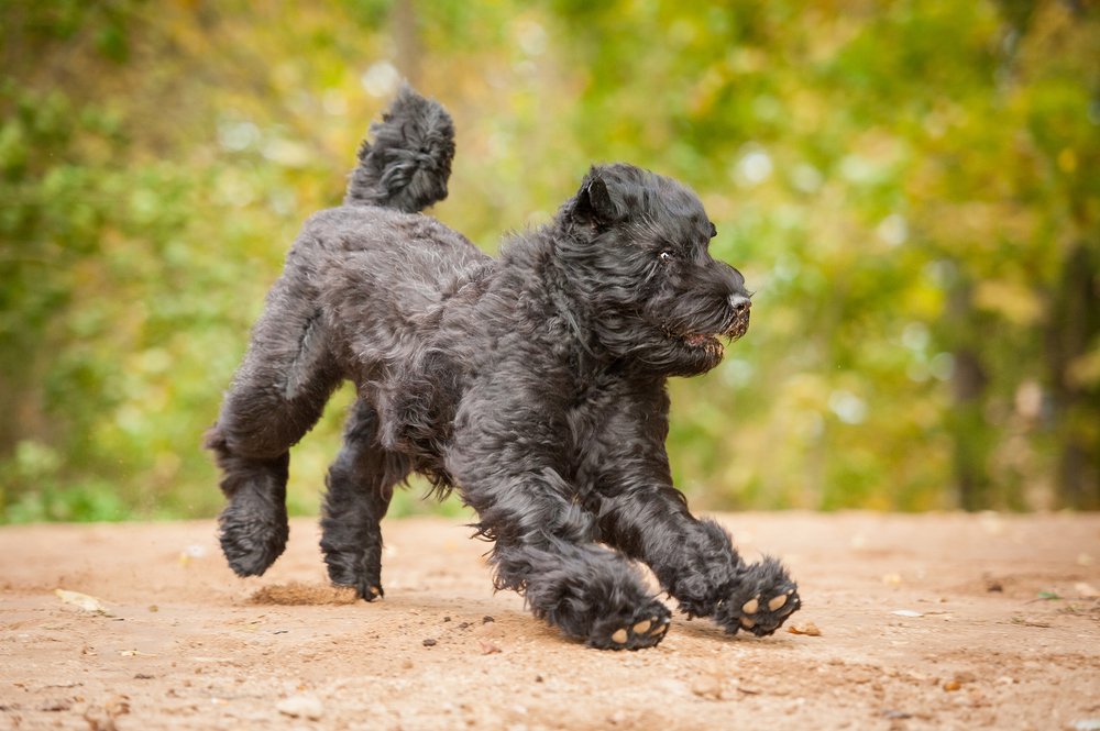 Black russian terrier playing in autumn