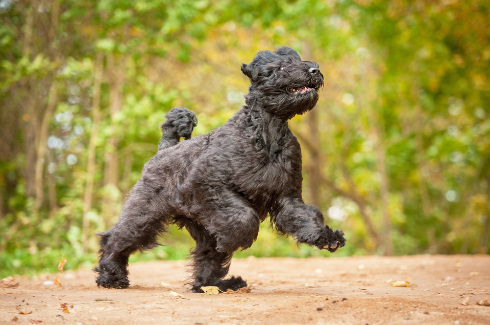 Black russian terrier playing in autumn