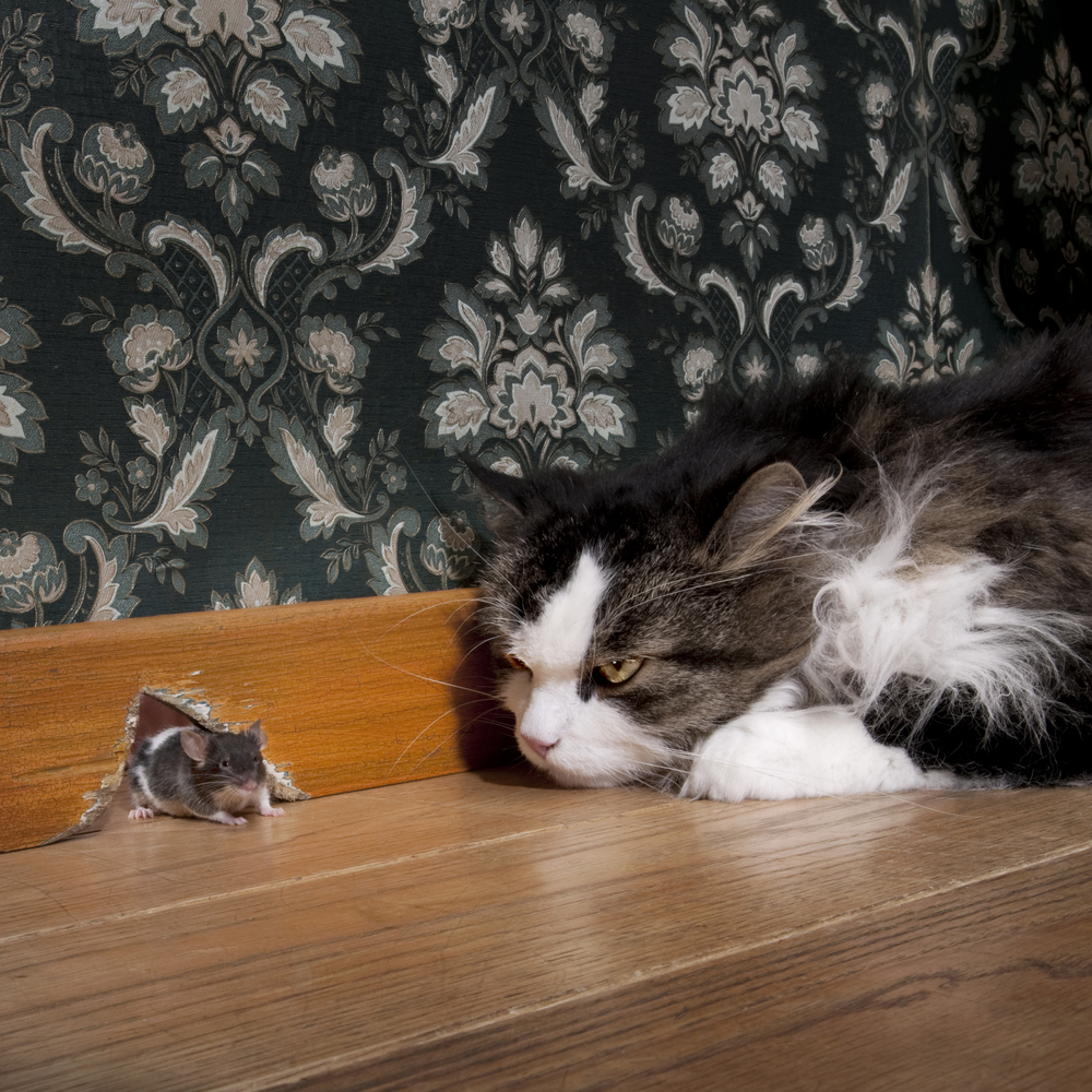 ネズミをねらう猫