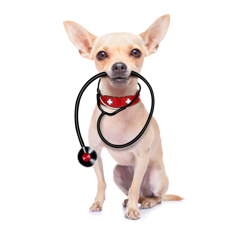 chihuahua dog as a medical veterinary doctor with stethoscope,isolated on white background