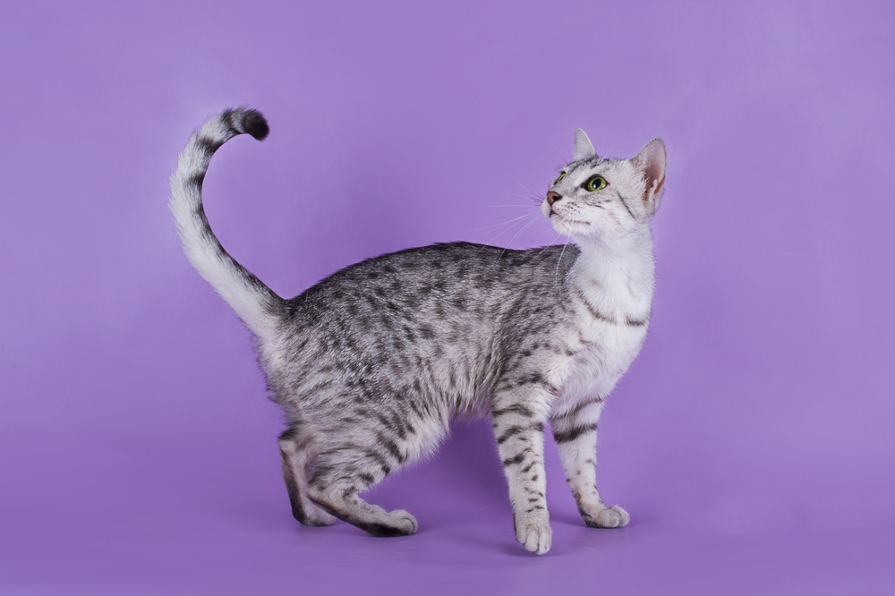 Egyptian Mau kitten isolated on a colored background