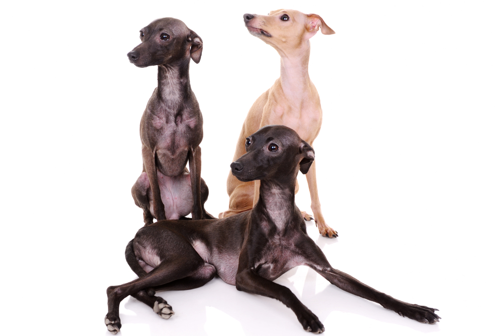 three Italian greyhound isolated on white
