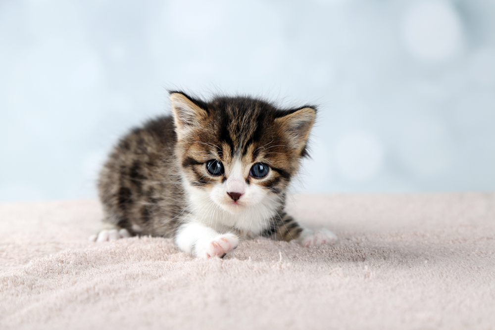 Cute little kitten on light background