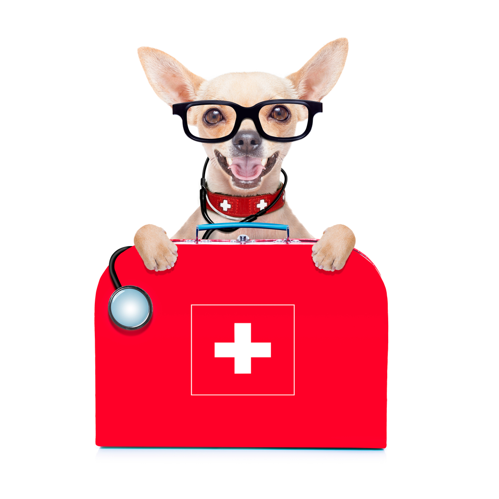 chihuahua dog as a medical veterinary doctor with stethoscope and first aid kit behind a white and blank banner ,isolated on white background