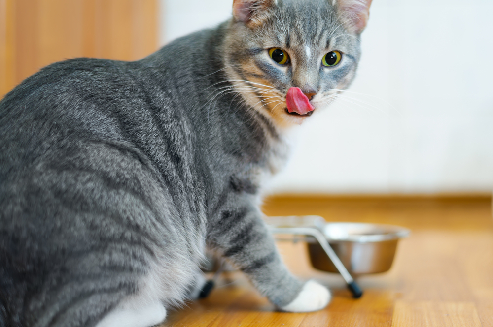 【獣医師監修】猫にとっての満腹サインとは？猫が肥満にならないための対処法も解説【2023年版】