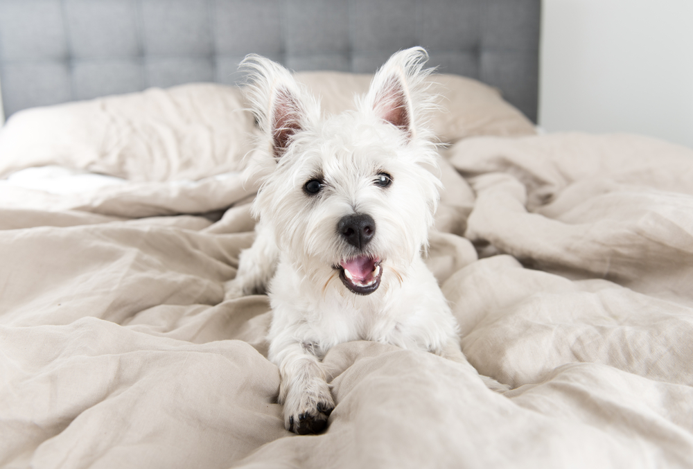 West Highland Terrier Puppy on Human Bed