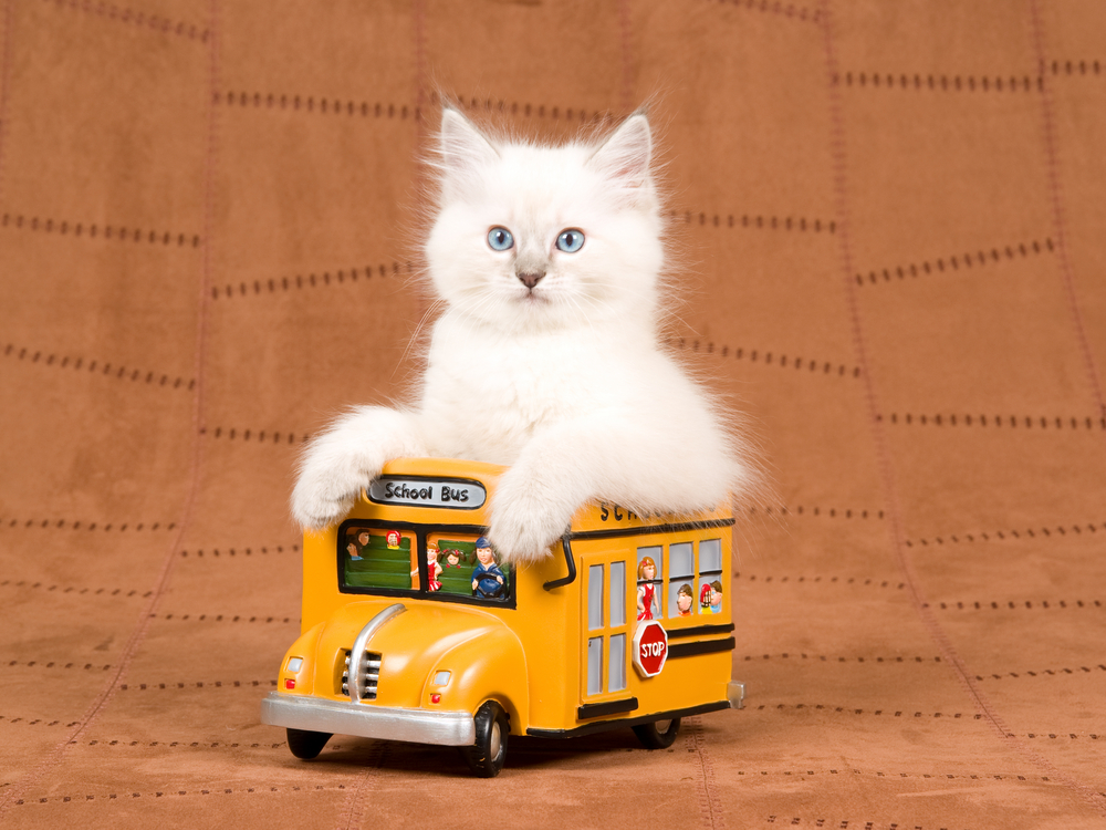 猫のバスの料金は会社によって違う！？バスで動く場合の基本や注意点を解説
