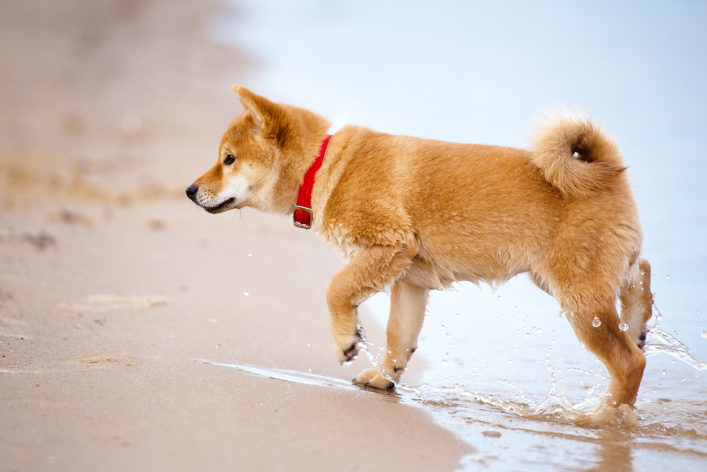 shiba-inu puppy walking on a beach