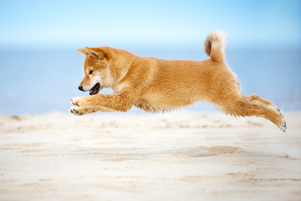 柴犬のジャンプ力はとても高い！柴犬の身体能力や基本情報を徹底解説