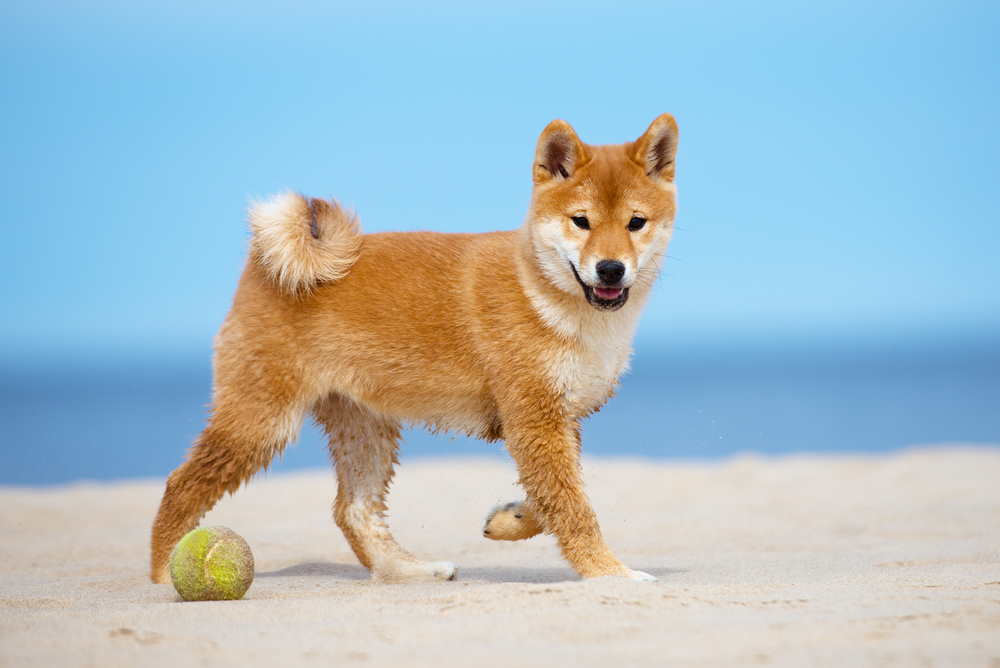 red shiba-inu puppy walking on a beach