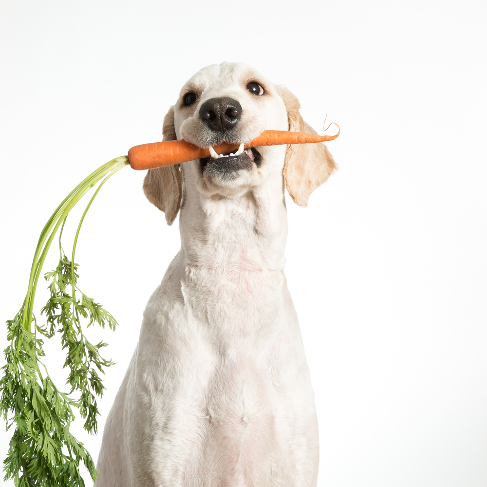 犬　野菜