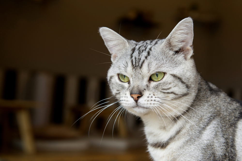 american short hair cat 