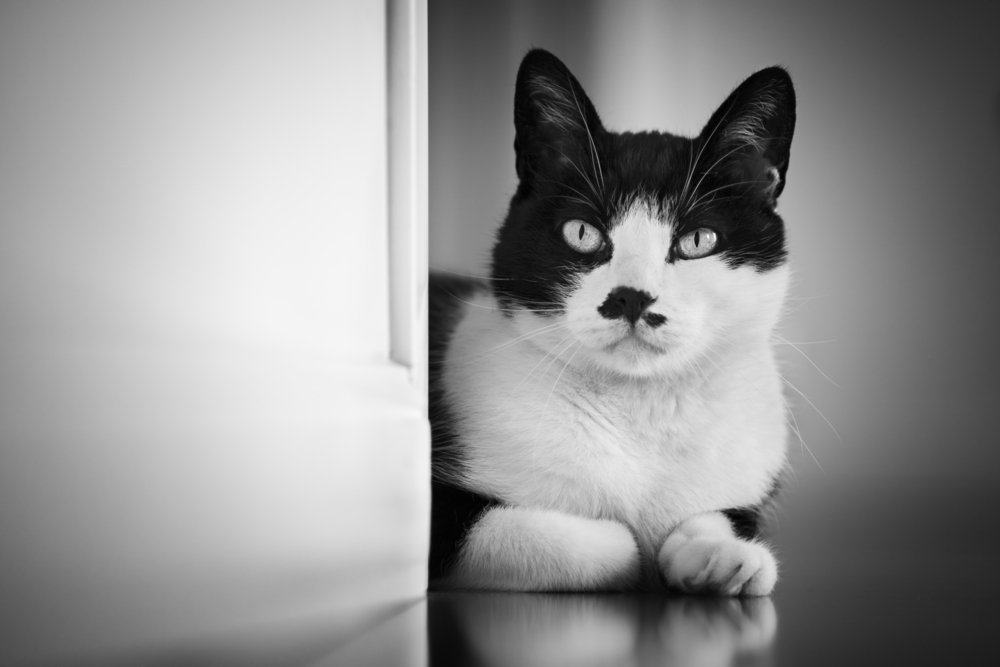Cat looking out from behind a wall - black White version - focus on the eye. The left wall is easily used ad a copyspace 