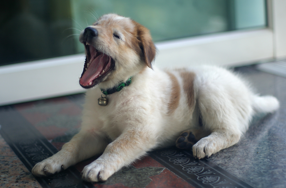 Cute little dogs are yawned
