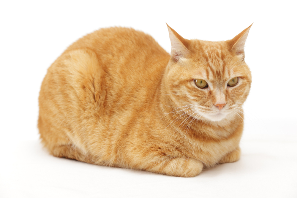 cat sit in the loaf pose on white background
