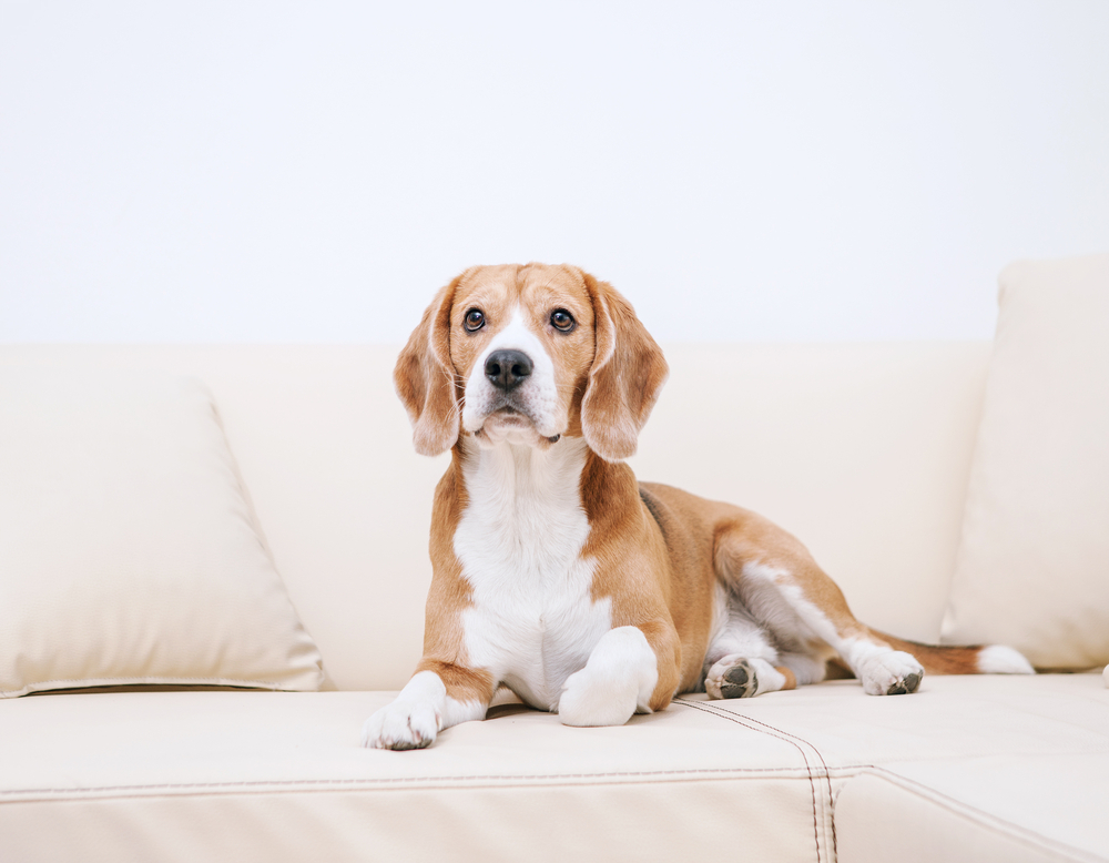 Purebred beagle lying on sofa