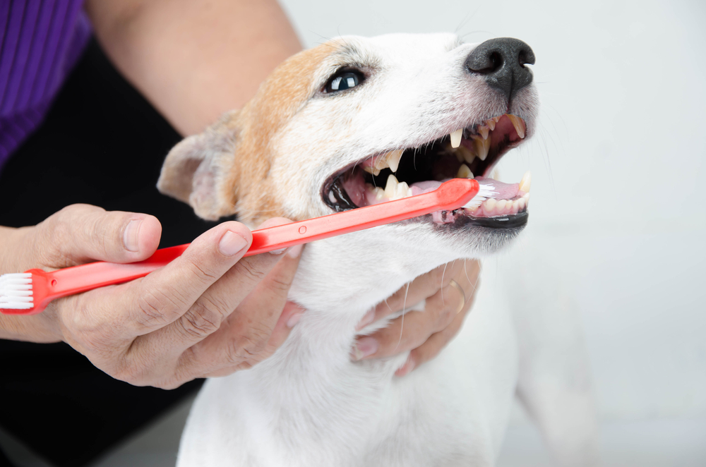 hand brushing dogs tooth for dental care