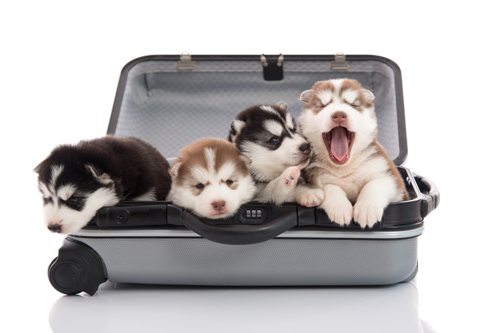 Four siberian husky puppies sitting and looking in suitcase for traveling,isolated on white background