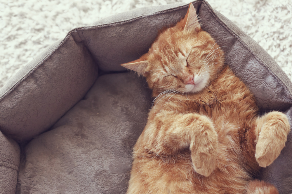 【平均睡眠時間付き】猫が寝ない！？心配な人のために猫の睡眠について徹底解説！