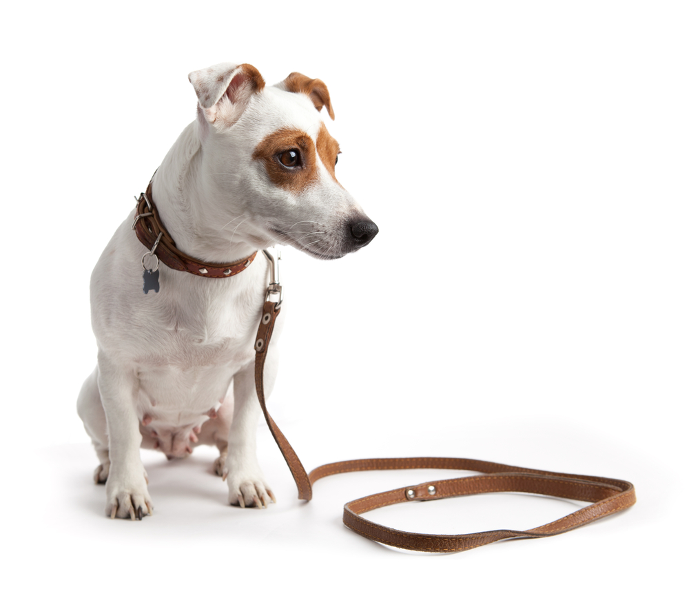 dog sitting in a collar on a leash