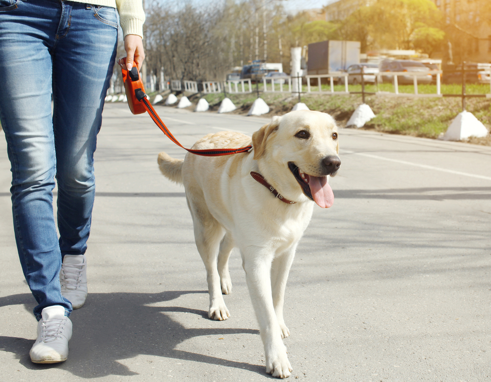 犬の散歩やトレーニングに便利でおすすめのおやつポーチ