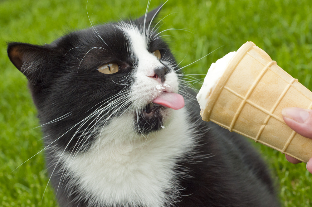 アイスをなめる猫