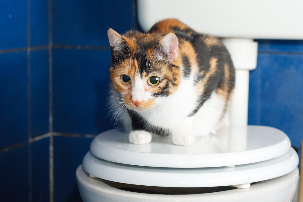 Calico cat sitting on a on a toilette seat