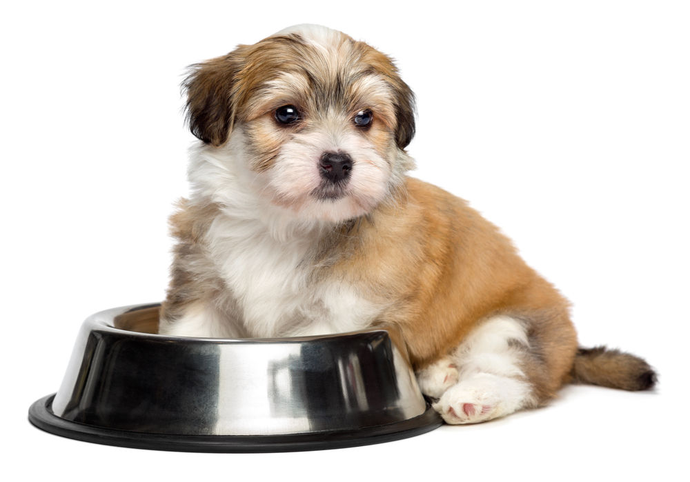 Cute hungry Bichon Havanese puppy dog is sitting next to a metal food bowl and waiting for feeding - isolated on white background